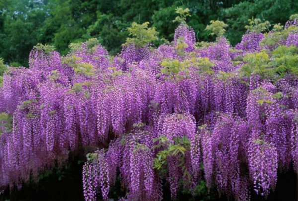 紫藤花哪个品种最漂亮又好养