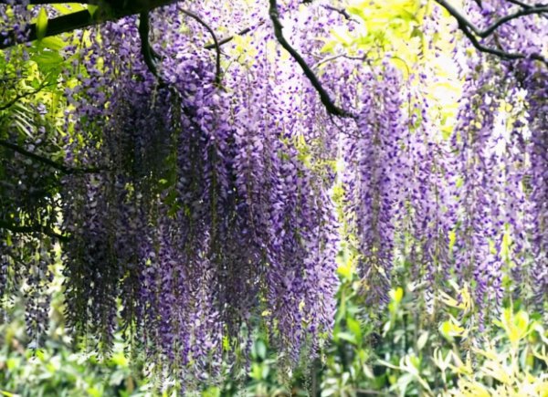 紫藤花哪个品种最漂亮又好养