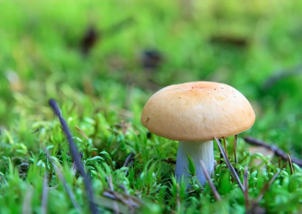 菌包在家怎么种植方法