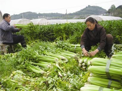 西芹和芹菜的区别图片