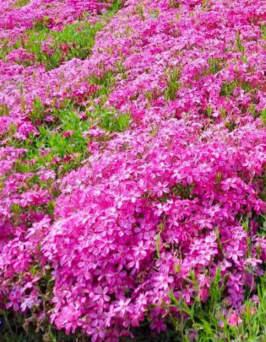 适合北方庭院种植的花卉