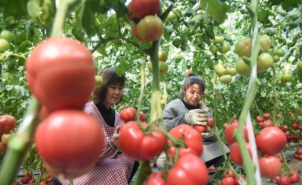 西红柿放冰箱好还是在外面好