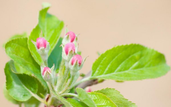 促使苹果树开花避免落花的方法