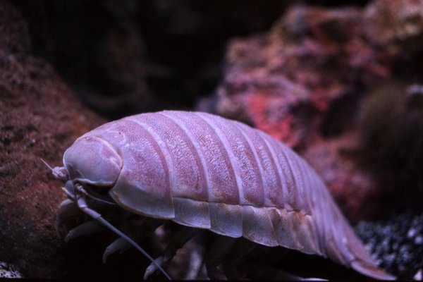 全世界恐怖生物排名