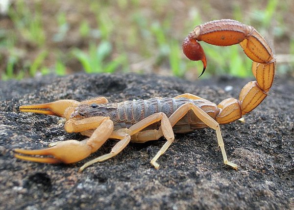 全世界恐怖生物排名