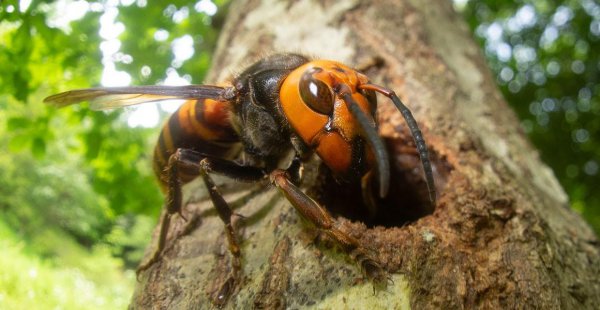 全世界恐怖生物排名