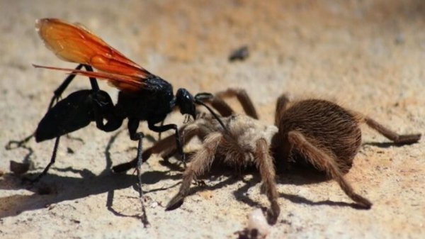 全世界恐怖生物排名