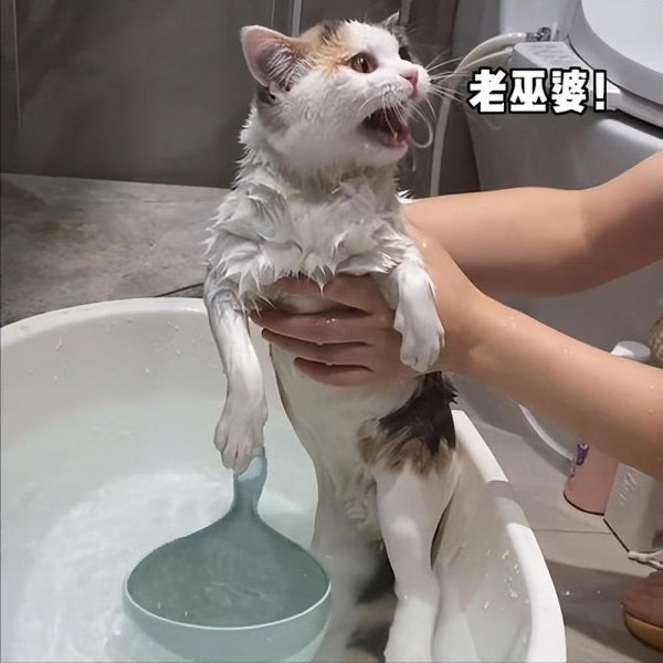 猫咪多久洗一次澡正常