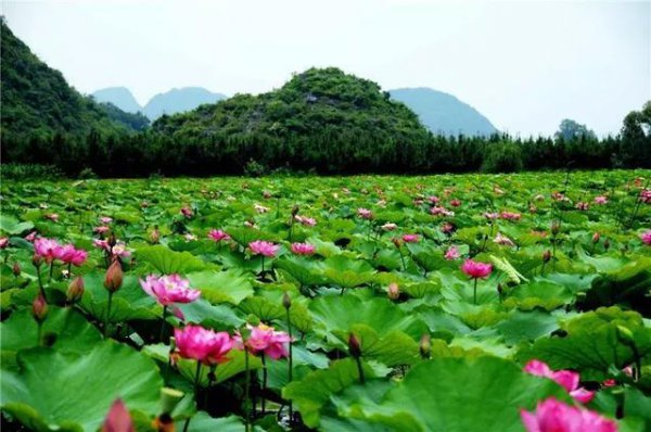 云南普者黑最佳旅游季节