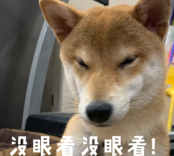 养柴犬的人都后悔了吗