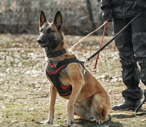 为什么农村人不能养马犬