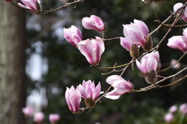 玉兰花长什么样子图片