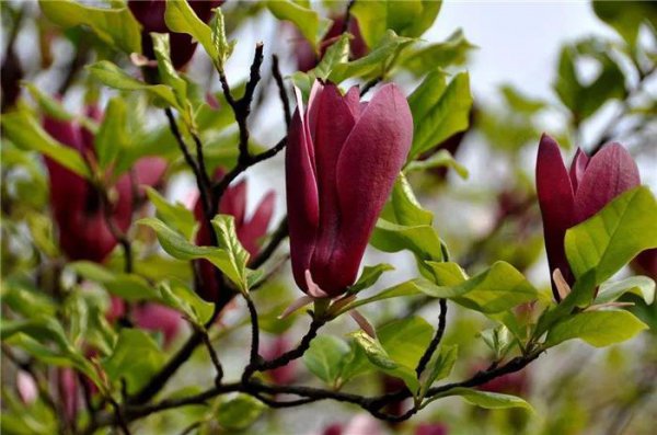 玉兰花长什么样子图片