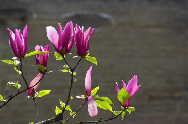 玉兰花长什么样子图片