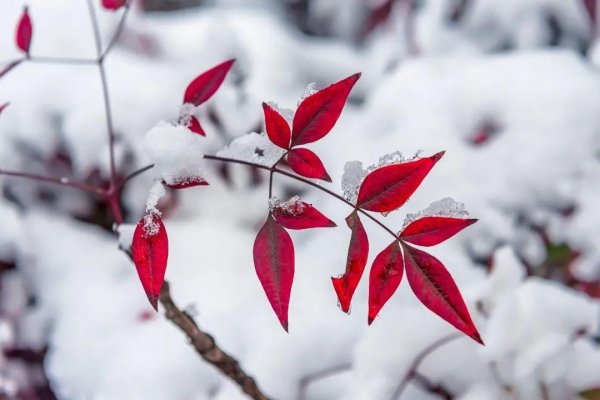 描写冬雪的诗句大全