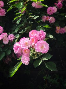 蔷薇花什么季节种植好 蔷薇花种植方法和时间介绍