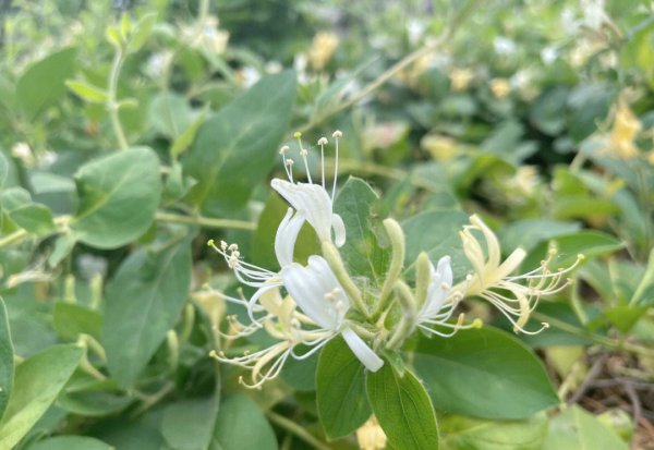 草药种植什么最赚钱