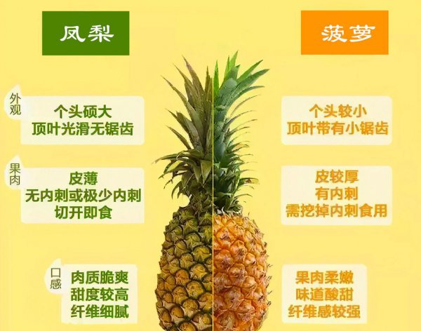 菠萝和凤梨有什么区别吗