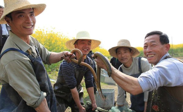 黄鳝养殖成本和利润有多大