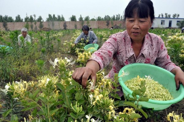 金银花一亩利润多少钱