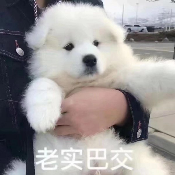 干净好养的小型犬还便宜