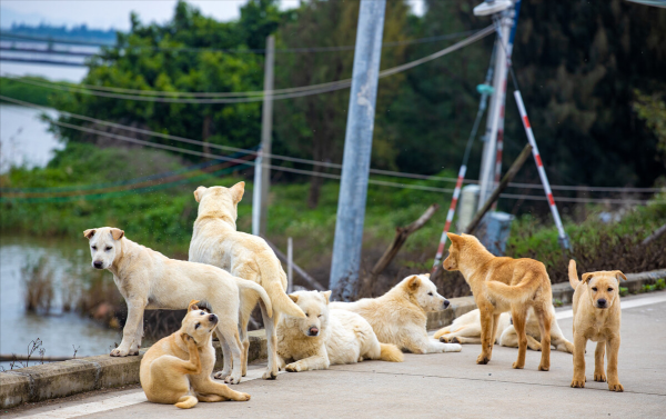 干净好养的小型犬还便宜