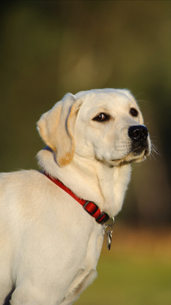 干净好养的小型犬还便宜