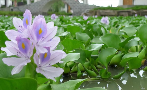 鱼池水浑浊怎么变清