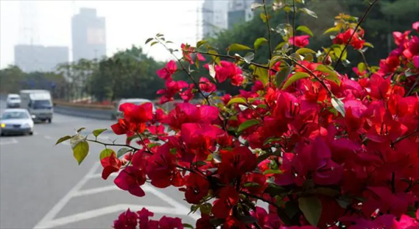 深圳的市花是哪个花