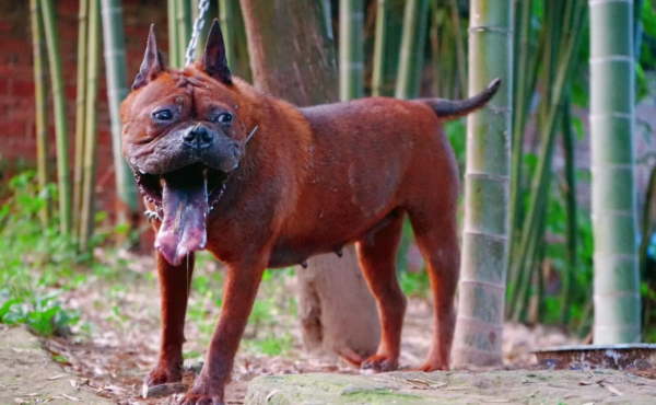 猎犬品种排名图片