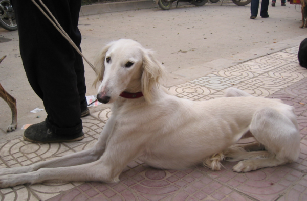 猎犬品种排名图片