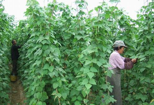 芸豆什么时候种植最好