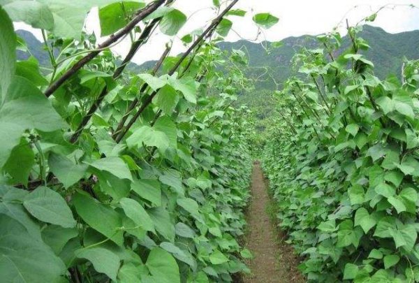 芸豆什么时候种植最好