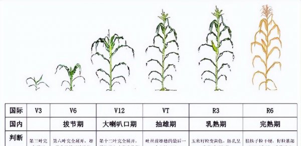 一年种两季玉米时间怎么安排