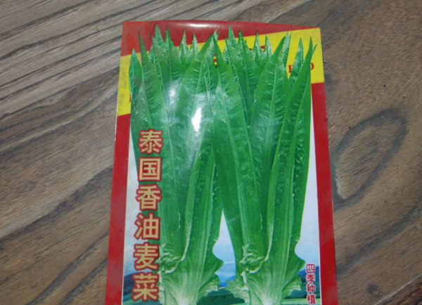 油麦菜什么时候播种最好