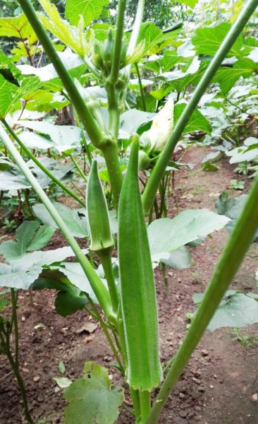 夏季种什么蔬菜最好