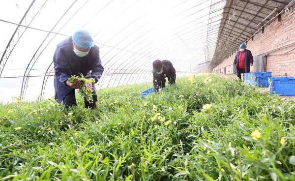 夏季种什么蔬菜最好