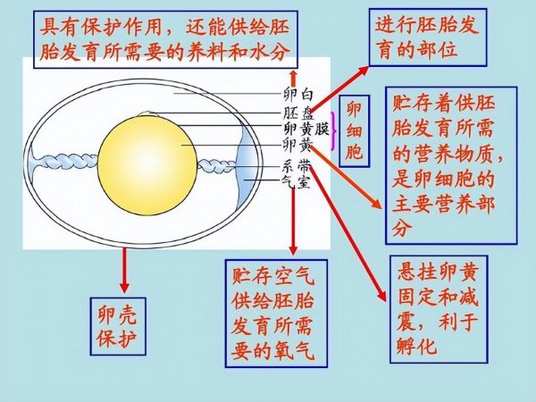 母鸡生蛋需要公鸡交配吗