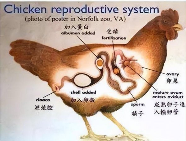 母鸡生蛋需要公鸡交配吗