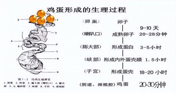 母鸡生蛋需要公鸡交配吗