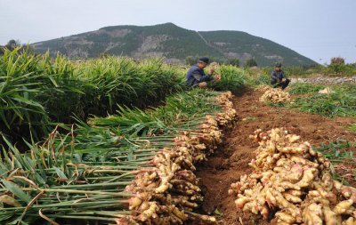 种生姜用什么肥料最合适 生姜生长期施叶面肥产量高