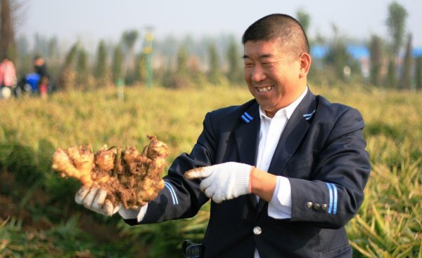 种生姜用什么肥料最合适