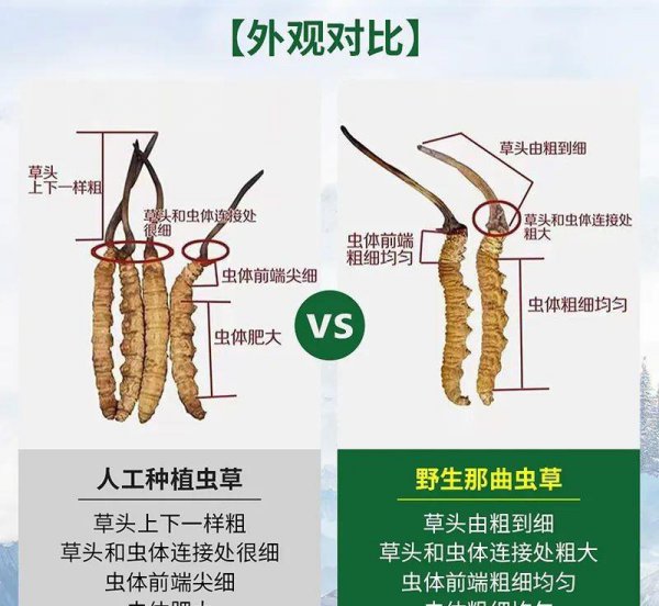 人工虫草和野生虫草的区别