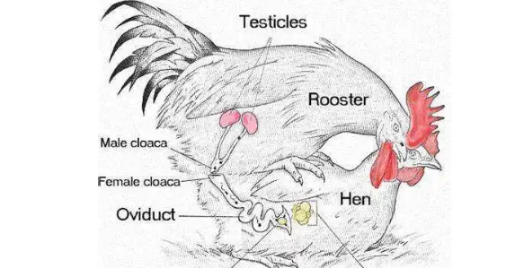 鸡是怎么繁殖下一代的