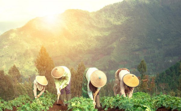 土豆种植多久可以收获