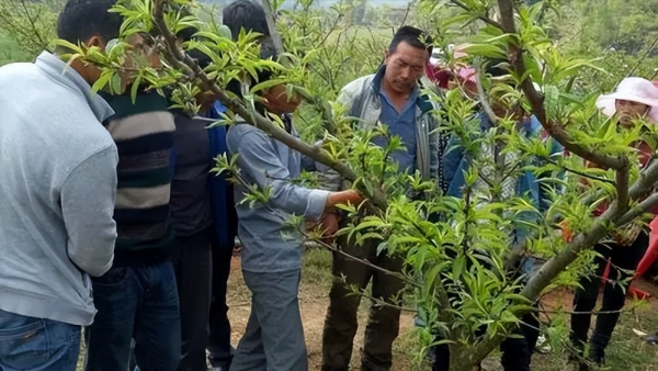 桃树的病虫害防治用什么农药效果好