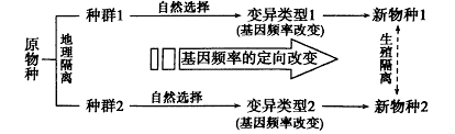 长颈鹿的颈为什么会那么长