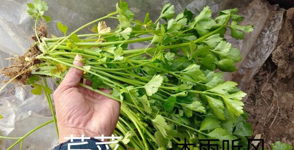 什么时候种芹菜最好