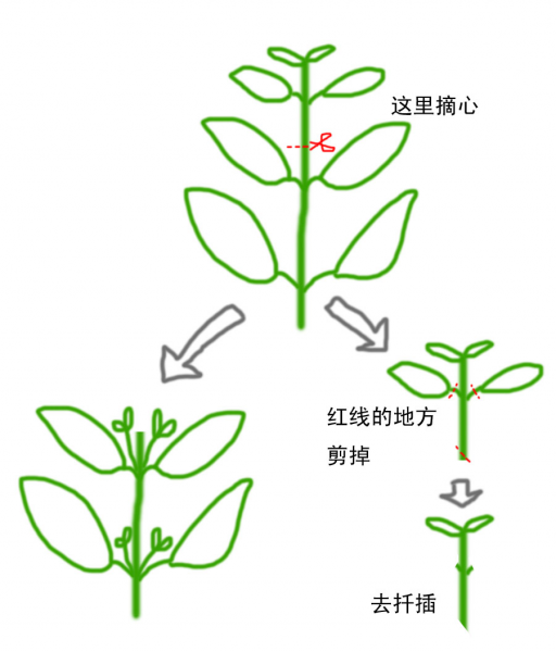 掐尖儿是什么意思