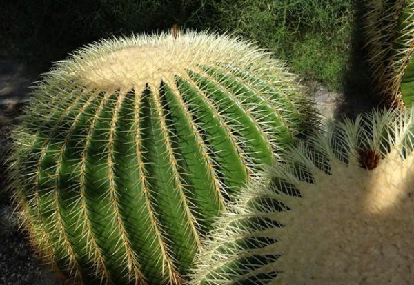 沙漠植物有哪些